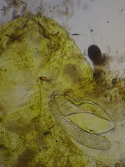 Ectoedemia septembrella