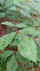 Carya ovalis