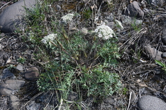 Phlojodicarpus villosus