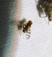 Rhagoletis cingulata