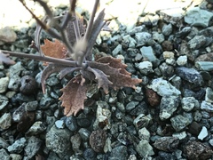 Streptanthus batrachopus