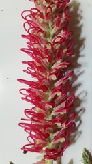 Grevillea banksii
