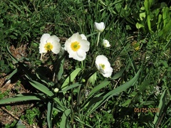 Ranunculus kuepferi