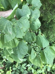 Cercis canadensis canadensis
