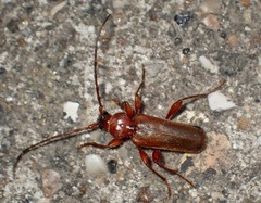 Phymatodes