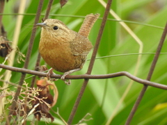 Troglodytes aedon brunneicollis