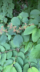 Viburnum plicatum