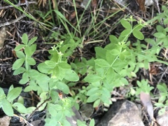 Galium californicum