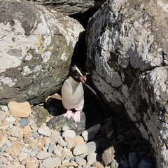 Eudyptes pachyrhynchus