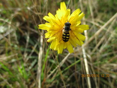Dasysyrphus pinastri