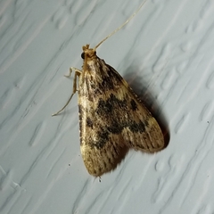 Aglossa disciferalis