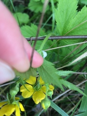 Geum macrophyllum macrophyllum