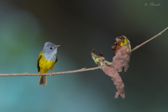 Culicicapa ceylonensis