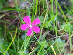 Dianthus deltoides