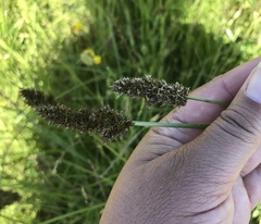 Carex densa