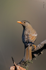 Turdus boulboul