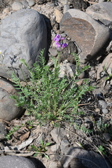 Oxytropis tichomirovii
