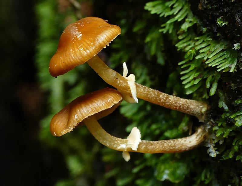 Pholiotina gracilenta
