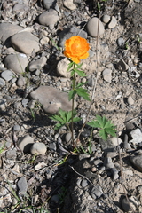Trollius asiaticus