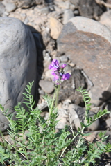 Oxytropis tichomirovii