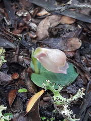 Corybas unguiculatus