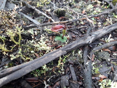 Corybas unguiculatus