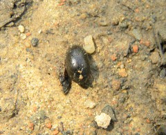 Hydrobius