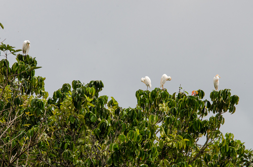 Western Cattle-Egret