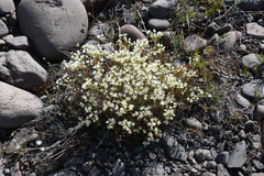 Saxifraga spinulosa