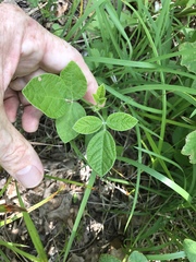 Rhynchosia tomentosa