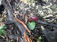 Corybas unguiculatus