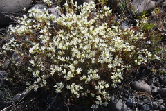 Saxifraga spinulosa
