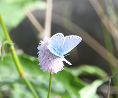 Polyommatus kamtshadalis