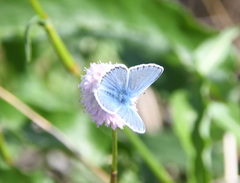 Polyommatus kamtshadalis