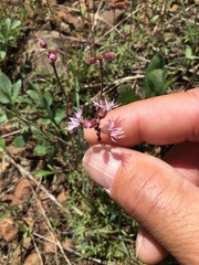 Lithophragma glabrum