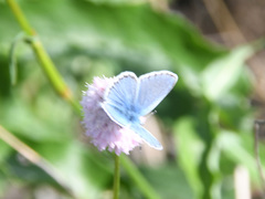 Polyommatus kamtshadalis