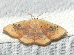 Cyclophora lennigiaria