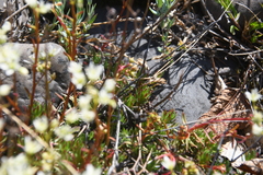Saxifraga spinulosa