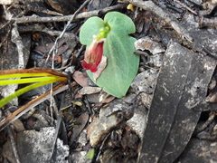 Corybas unguiculatus