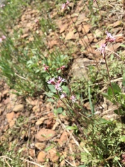 Lithophragma glabrum