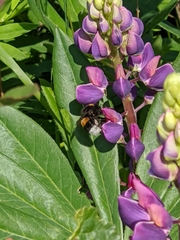 Bombus hypnorum