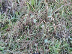 Petrosedum amplexicaule