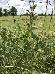 Baptisia australis aberrans