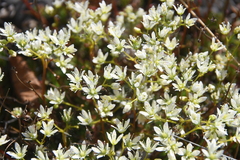 Saxifraga spinulosa