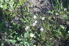Valeriana capitata