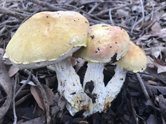 Austroboletus occidentalis