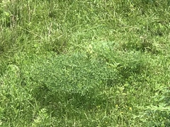 Baptisia australis aberrans