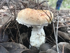 Austroboletus occidentalis