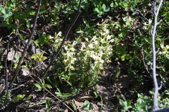 Pedicularis lapponica