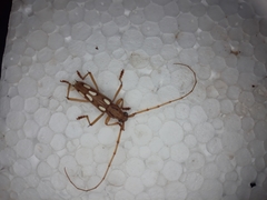 Eburodacrys sexmaculata